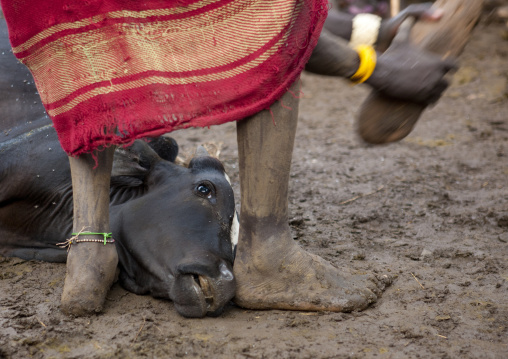 Bodi Man Banging A Cow Head In Order To Kill Her During Kael Ceremony For New Year Celebration Omo Valley Ethiopia