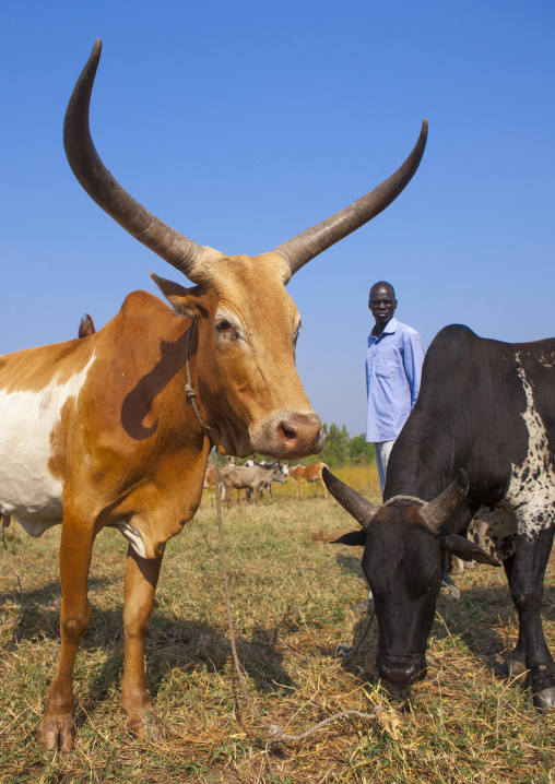 Nuer Tribe Livestock And Catlle Market, Gambela, Ethiopia