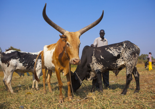 Nuer Tribe Livestock And Catlle Market, Gambela, Ethiopia