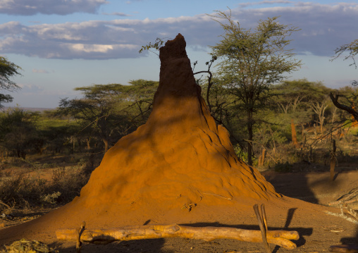 Anthill In The Bush, Olaraba, Ethiopia