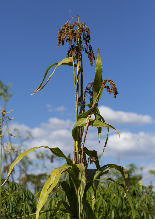 Sorghum Crop Ready For Harvest, Konso, Ethiopia