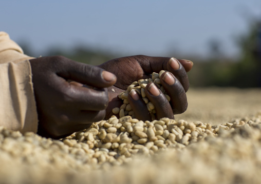 Worker In Front Of White Coffee Beans Drying In The Sun In A Fair Trade Coffee Farm, Jimma, Ethiopia