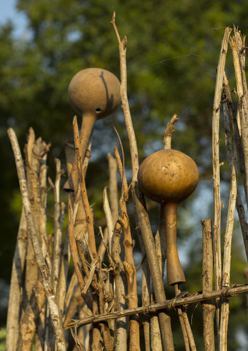 Calabashes In Abobo, Former Anuak King Village, Gambela Region, Ethiopia