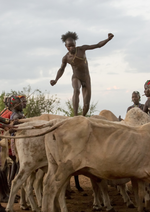 Bashada Tribe Man Jumping Above Cows During A Bull Jumping Ceremony, Dimeka, Omo Valley, Ethiopia