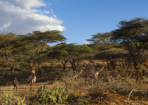 Borana Tribe Man With His Camels, Olaraba, Ethiopia