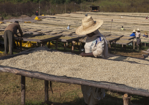 Workers In Front Of White Coffee Beans Drying In The Sun In A Fair Trade Coffee Farm, Jimma, Ethiopia