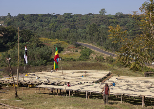 Workers In Front Of White Coffee Beans Drying In The Sun In A Fair Trade Coffee Farm, Jimma, Ethiopia