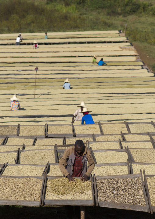 Workers In Front Of White Coffee Beans Drying In The Sun In A Fair Trade Coffee Farm, Jimma, Ethiopia