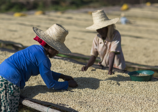 Workers In Front Of White Coffee Beans Drying In The Sun In A Fair Trade Coffee Farm, Jimma, Ethiopia