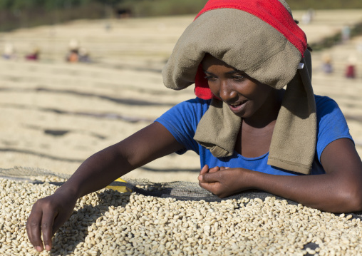 Worker In Front Of White Coffee Beans Drying In The Sun In A Fair Trade Coffee Farm, Jimma, Ethiopia