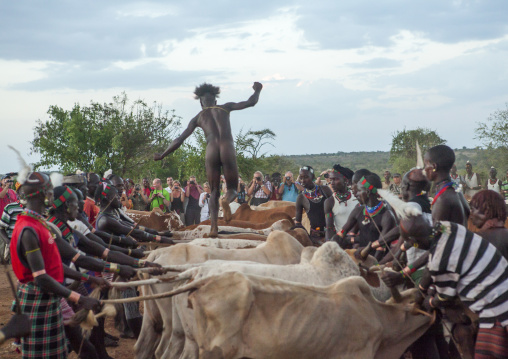 Bashada Tribe Man Jumping Above Cows During A Bull Jumping Ceremony, Dimeka, Omo Valley, Ethiopia