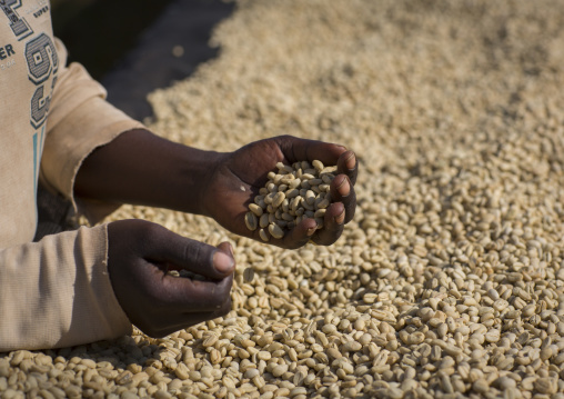 Worker In Front Of White Coffee Beans Drying In The Sun In A Fair Trade Coffee Farm, Jimma, Ethiopia