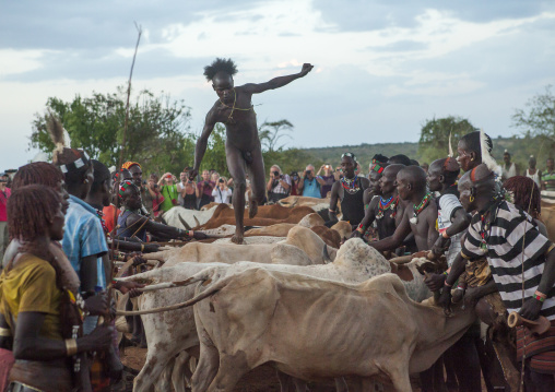 Bashada Tribe Man Jumping Above Cows During A Bull Jumping Ceremony, Dimeka, Omo Valley, Ethiopia