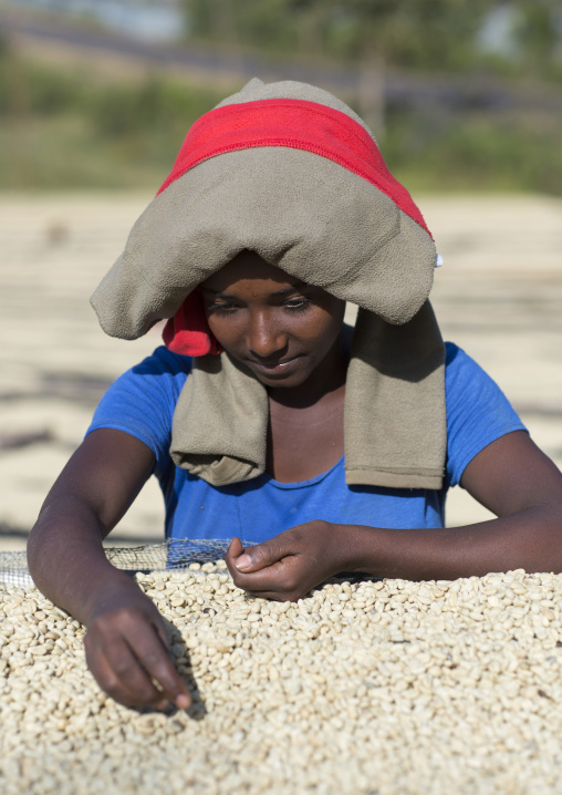 Worker In Front Of White Coffee Beans Drying In The Sun In A Fair Trade Coffee Farm, Jimma, Ethiopia