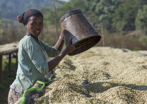 Worker In Front Of White Coffee Beans Drying In The Sun In A Fair Trade Coffee Farm, Jimma, Ethiopia