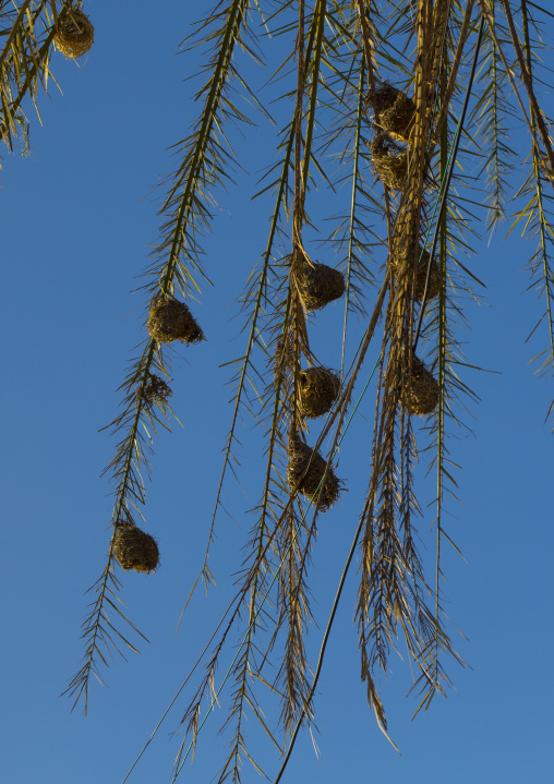 Birds Nest, Harar, Ethiopia