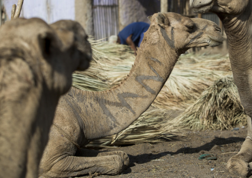 Assayta Camel Market, Afar Region, Ethiopia