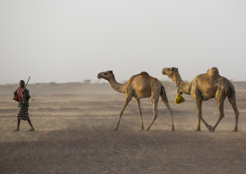 Camel Caravan In Danakil Desert, Assayta, Ethiopia