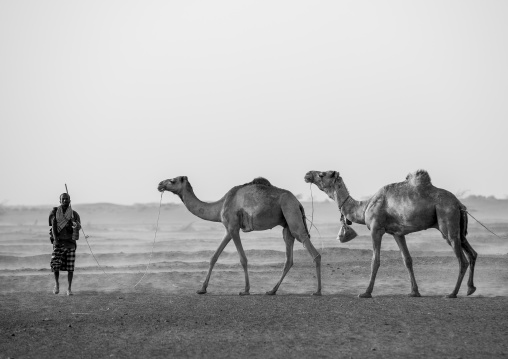 Camel Caravan In Danakil Desert, Assayta, Ethiopia