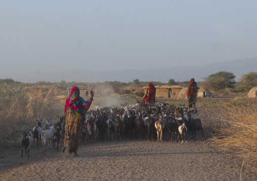 Afar Tribe People With Their Goats, Afambo, Ethiopia