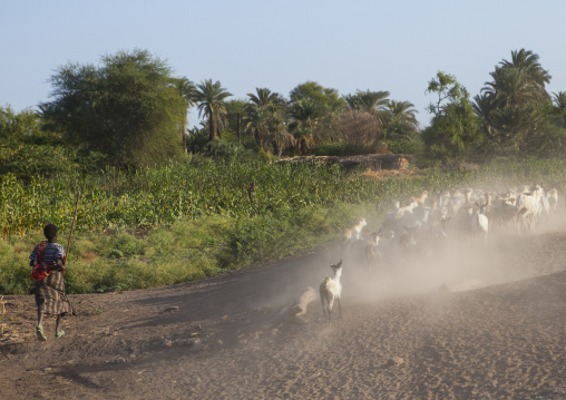 Afar Tribe People With Their Goats, Afambo, Ethiopia