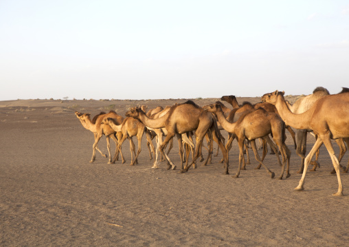 Camel Caravan In Danakil Desert, Assayta, Ethiopia