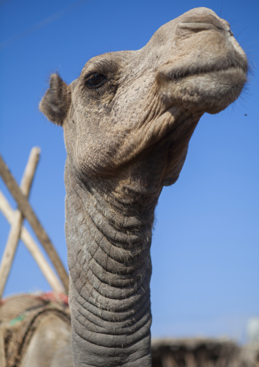 Assayta Camel Market, Afar Region, Ethiopia