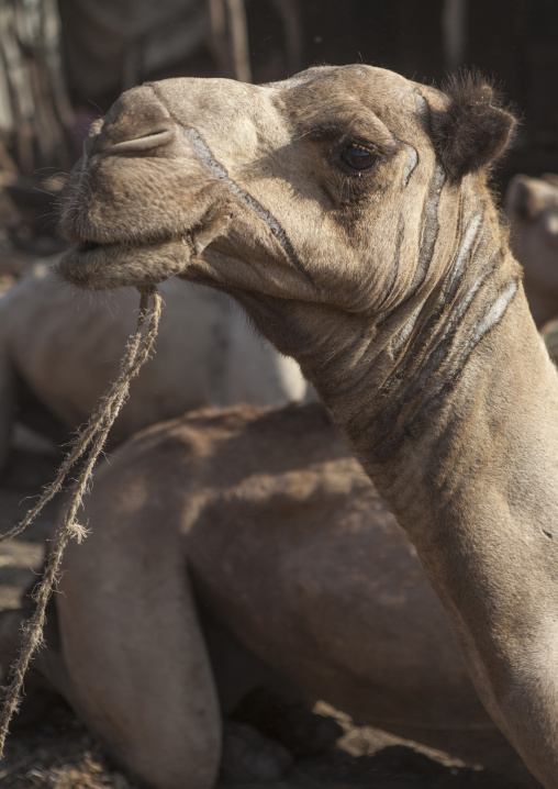 Assayta Camel Market, Afar Region, Ethiopia