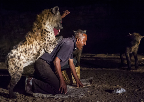 The Hyena Man Of Harar And Tourist Feed Raw Meat To Wild Hyenas, Harar, Ethiopia