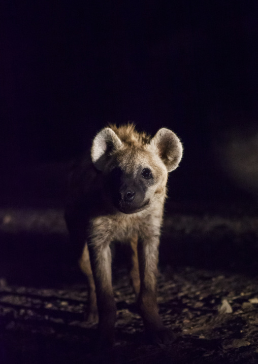 Hyenas Feeding Show, Harar, Ethiopia