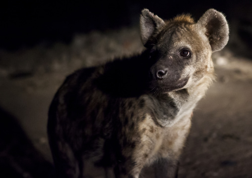 Hyenas Feeding Show, Harar, Ethiopia