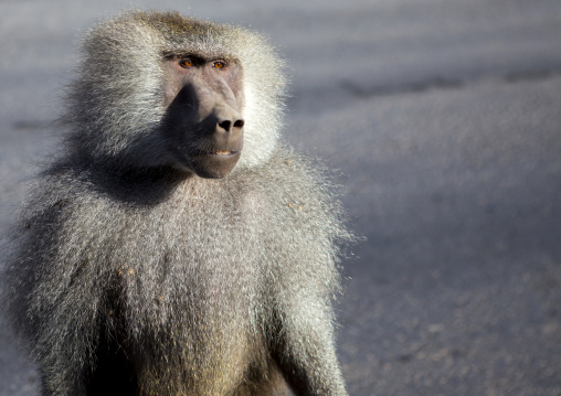 Male Hamadryas Baboon, Dire Dawa, Ethiopia