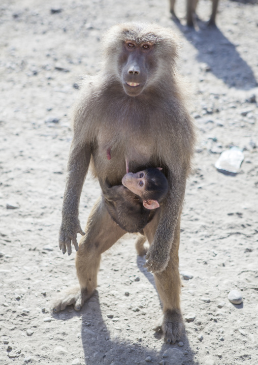 Female  Hamadryas Baboon Carrying A Baby, Dire Dawa, Ethiopia