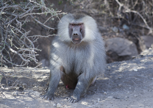 Male Hamadryas Baboon, Dire Dawa, Ethiopia