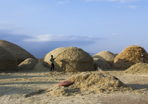 Harvest Season In Dila, Ethiopia