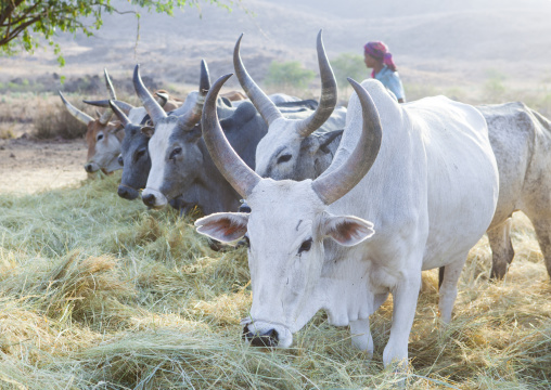 Harvest Season In Dila, Ethiopia