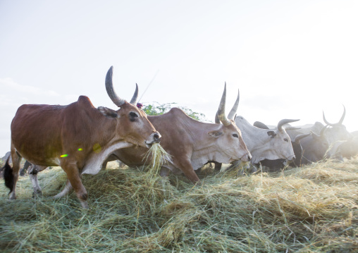 Harvest Season In Dila, Ethiopia