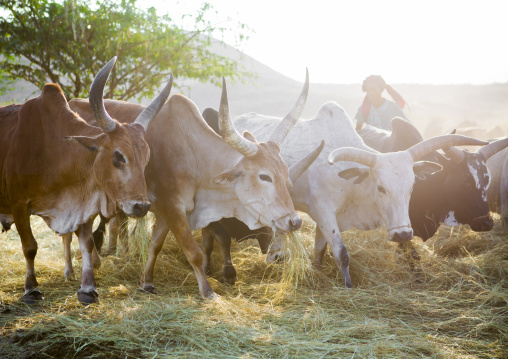 Harvest Season In Dila, Ethiopia