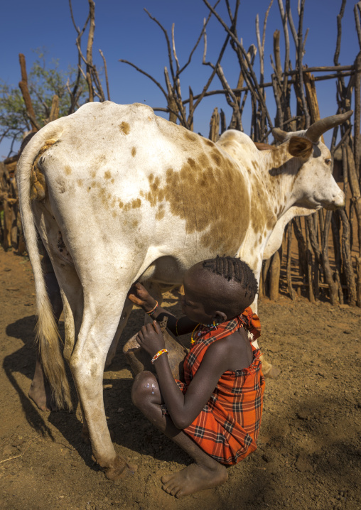 Boy Of The Hamer Tribe Milking A Cow, Turmi, Omo Valley, Ethiopia