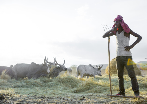 Harvest Season In Dila, Ethiopia