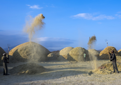 Harvest Season In Dila, Ethiopia