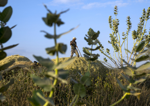 Harvest Season In Dila, Ethiopia