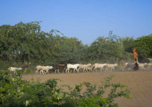 Afar Tribe People With Their Goats, Afambo, Ethiopia