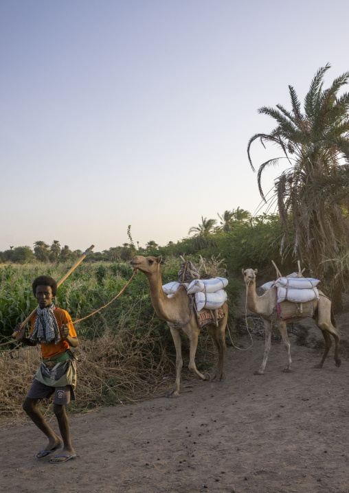 Afar Tribe Man With His Camels, Afambo, Ethiopia