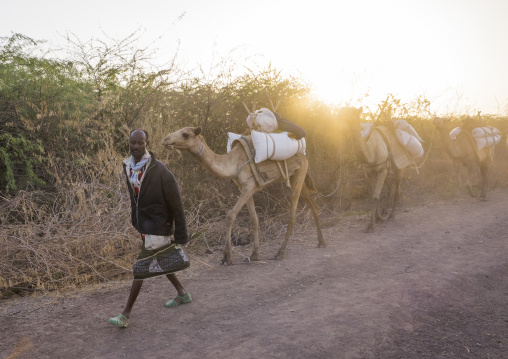 Afar Tribe Man With His Camels, Afambo, Ethiopia