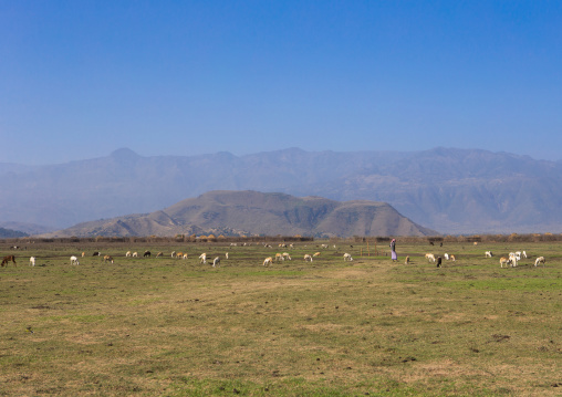 Herder with his cows in a plain, Amhara region, Artuma, Ethiopia