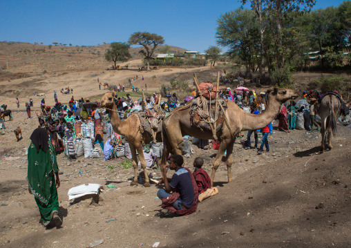 Camel market, Oromo, Sambate, Ethiopia