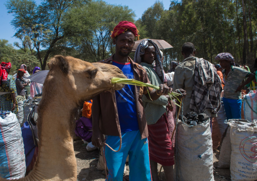 Man feeding his camel in the camel market, Oromo, Sambate, Ethiopia