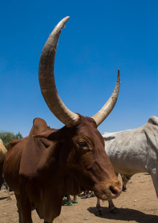 Cow with long hons in the market, Oromo, Sambate, Ethiopia