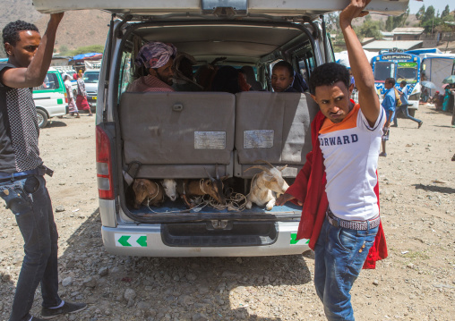 Goats in a mini bus leaving the market, Oromo, Sambate, Ethiopia